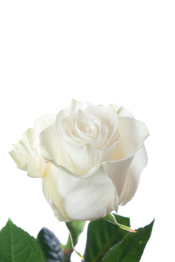 Rose blanche délicate isolée sur fond blanc photos stock
