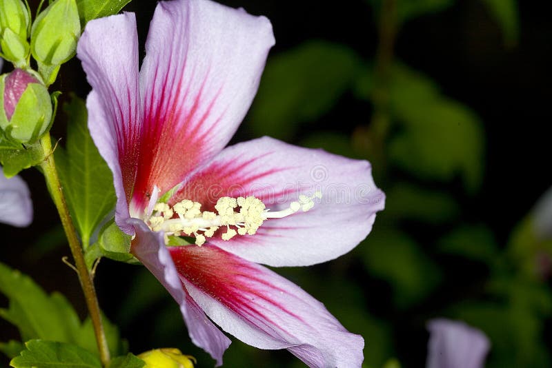 Rose of Sharon stock photo. Image of drop, pale, purple - 20261544