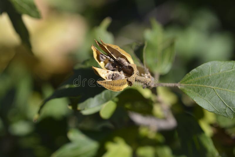 Rose of Sharon stock image. Image of nature, autumn 261027481