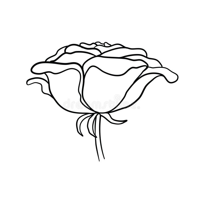 Rose Sketch. Black Outline on White Background Stock Vector Illustration of ornate, tattoo