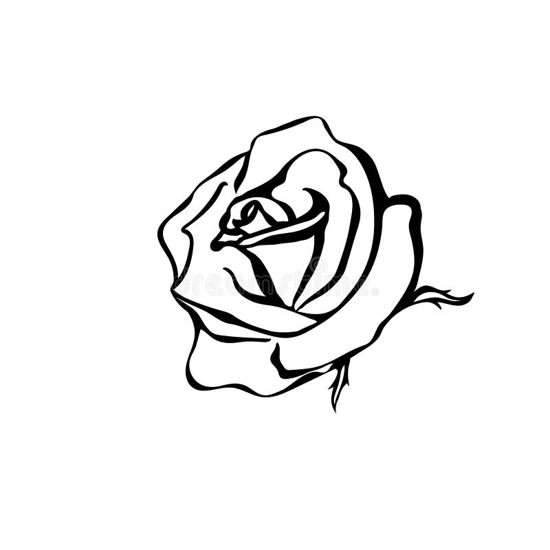 Rose sketch stock illustration. Illustration of black - 48825067