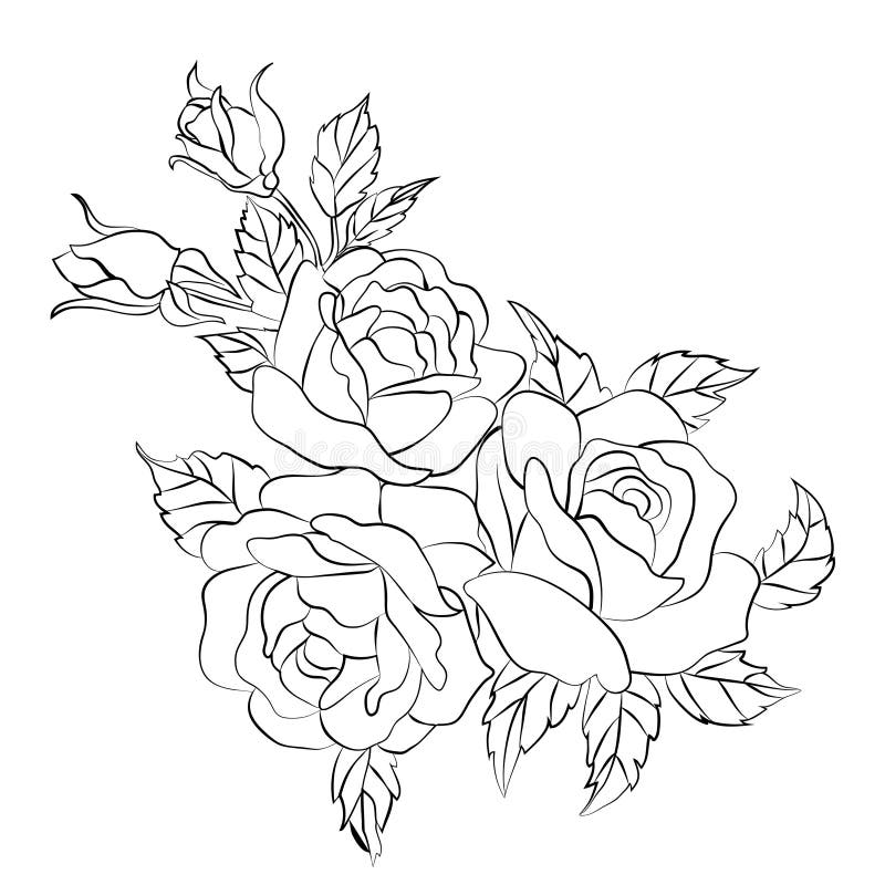 Rose Sketch on White Background Stock Vector - Illustration of leaf ...