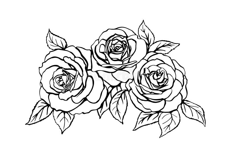 Rose Sketch on White Background Stock Vector - Illustration of symbol ...