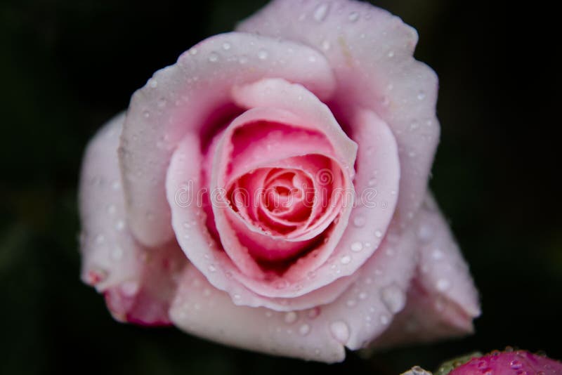 Rose rose sombre Roseraie de jardin avec gouttes d'eau, de style vintage tonique Carte de voeux avec rose photographie stock Rose rose sombre Roseraie de jardin avec gouttes d'eau, de style vintage tonique Carte de voeux avec rose photographie stock