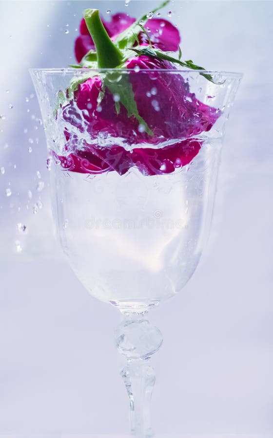 Rose and Splashing Water stock photo. Image of bubble 13364782