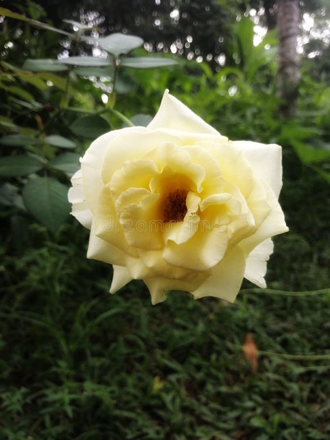 Rose in sri lanka stock image. Image of petal, shrub 230612099