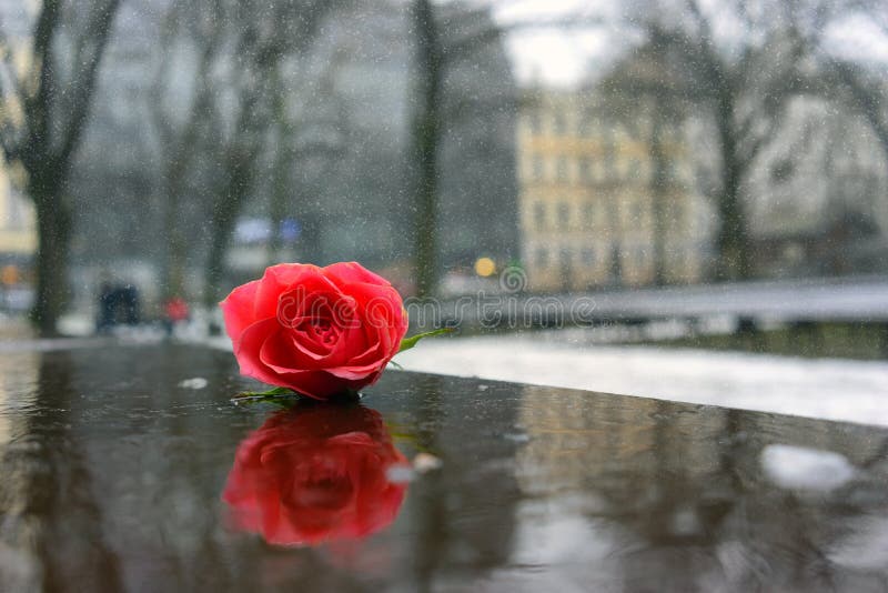 Rose on the stage in the winter park