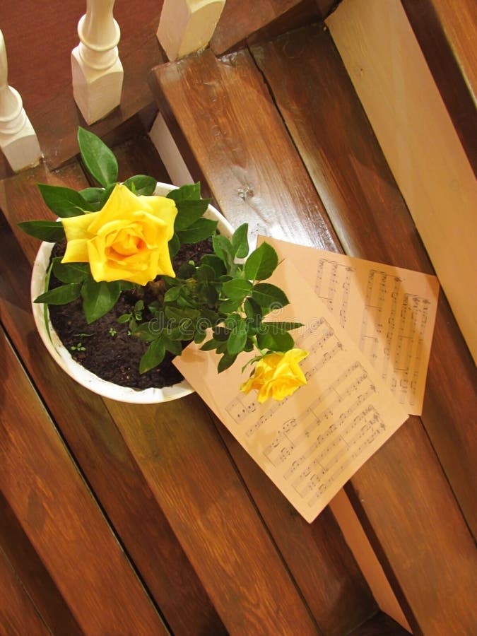 Rose on the stairs stock photo. Image of beautiful, blossom 96438810