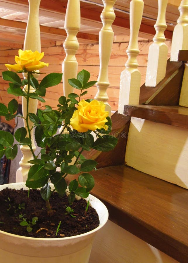Rose on the stairs stock photo. Image of blossom, rose 96495240