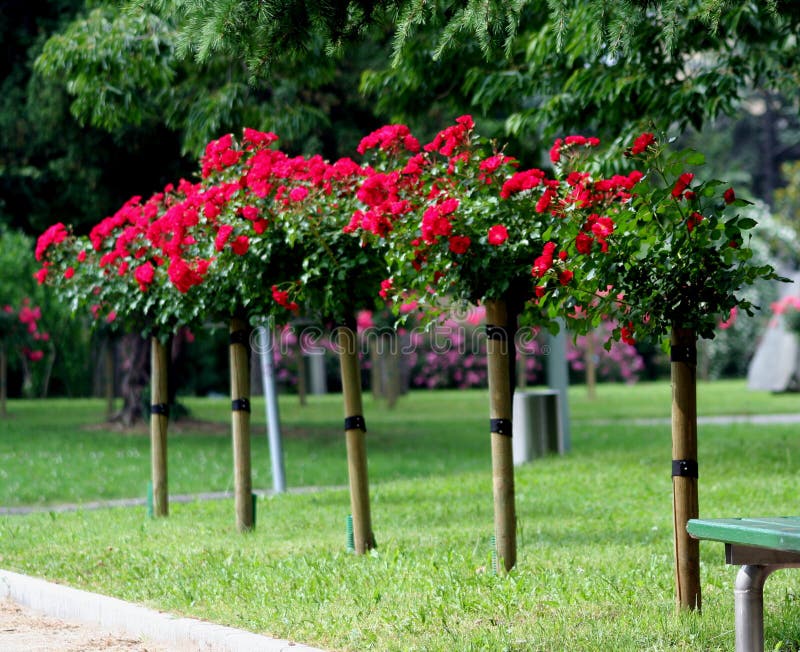 Rose on the stalk