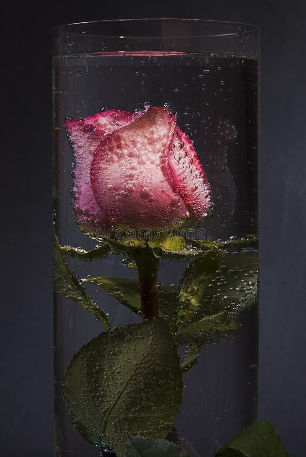 Rose submerged in water.