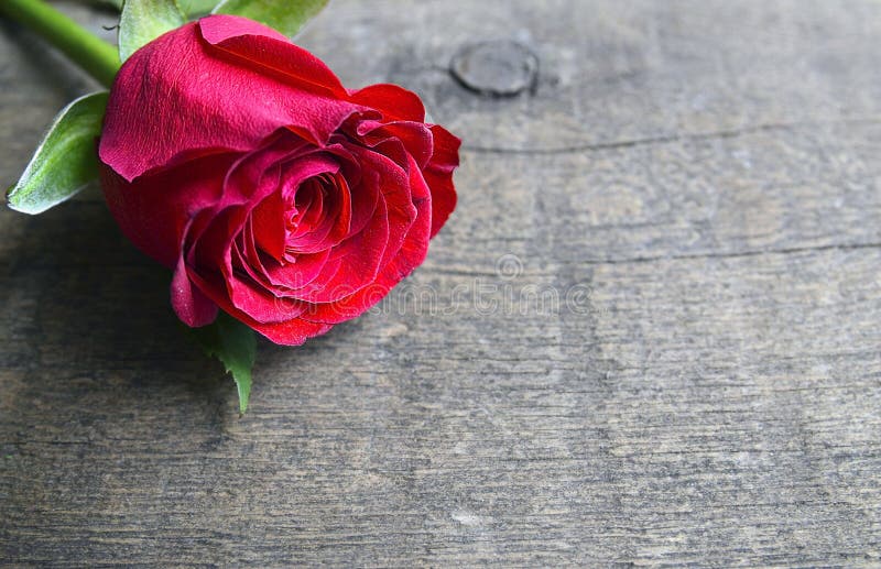 Rose sur le vieux fond en bois pour le jour du ` s de Valentine avec l'espace de copie Valentine Rose image stock Rose sur le vieux fond en bois pour le jour du ` s de Valentine avec l'espace de copie Valentine Rose image stock