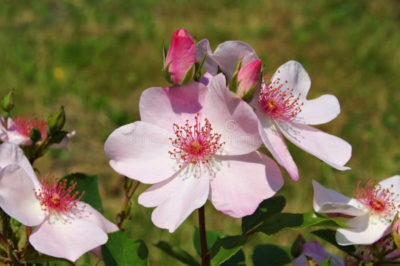 Rose Sweet Pretty stock photo. Image of natural, flower 70686250