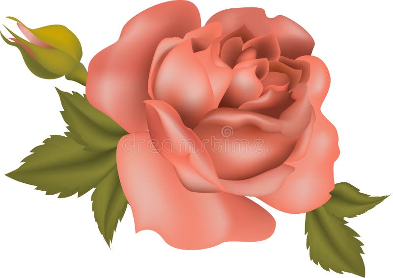 Download Rose tea stock vector. Illustration of garden, romantic - 12127524