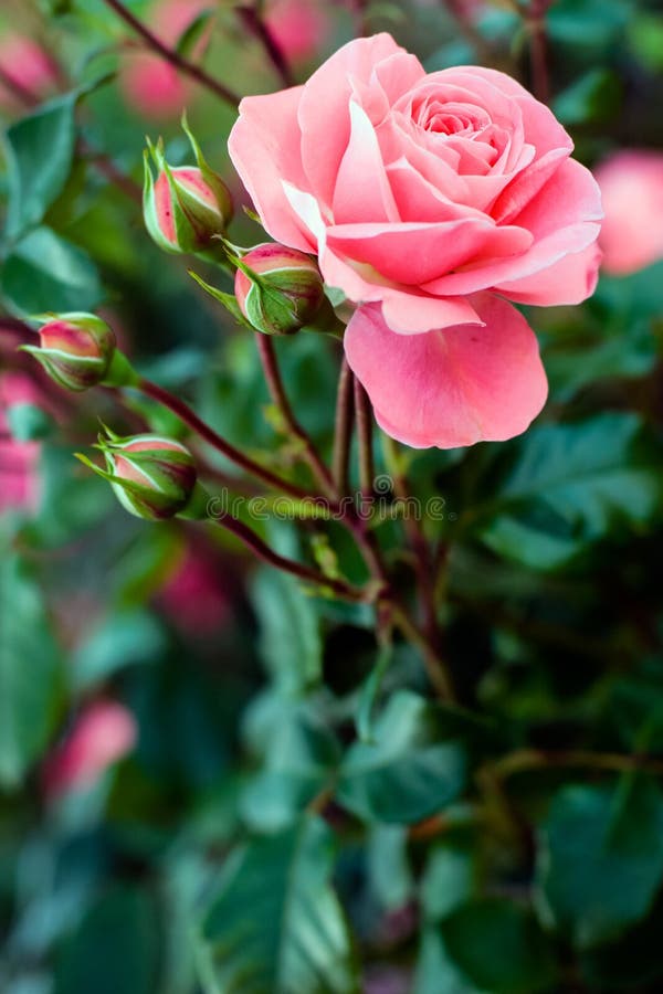 Rose rose tendre ouverte étonnante et quatre bourgeons fermés image libre de droits Rose rose tendre ouverte étonnante et quatre bourgeons fermés image libre de droits