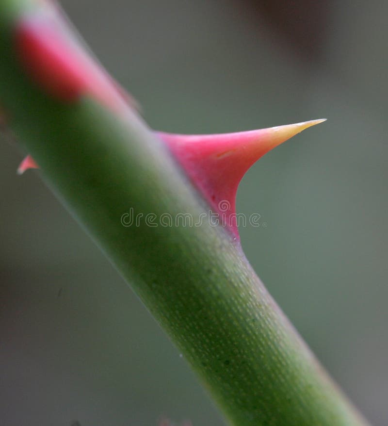 Abstract - dried rose stem with thorn Stock Photo