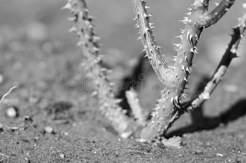 Rose thorns stock photo. Image of roses, black, shape 92678072