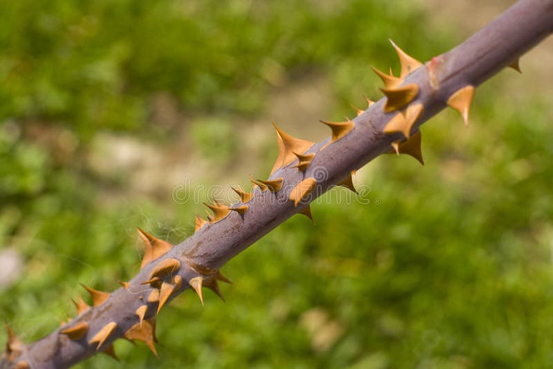 Rose thorns stock photo. Image of thorns, garden, danger 39340260
