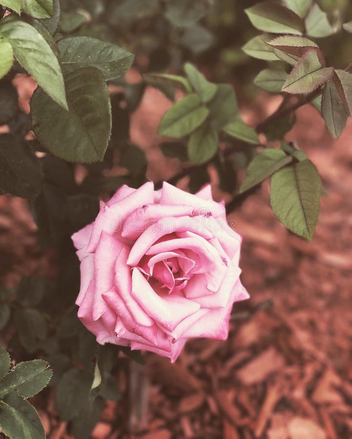 A Pretty Pink Rose stock image. Image of pink, love - 141715433