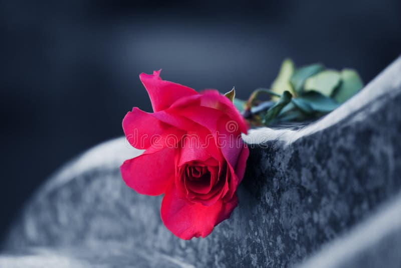 Rosa roja sobre el granito lápida sepulcral.
