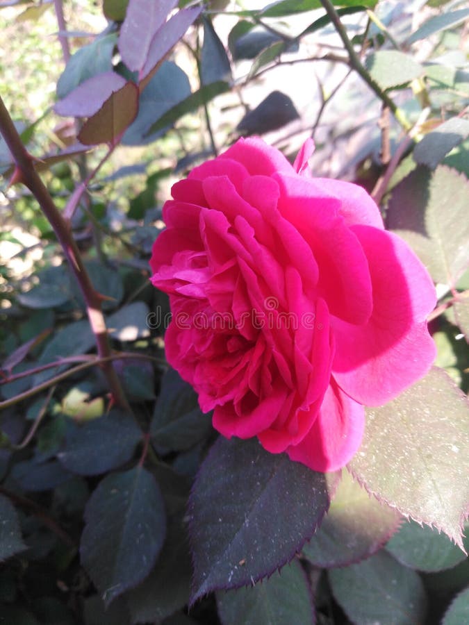 Rose Tree Plant Flower Gulab Indian Flower Stock Image - Image of gulab ...