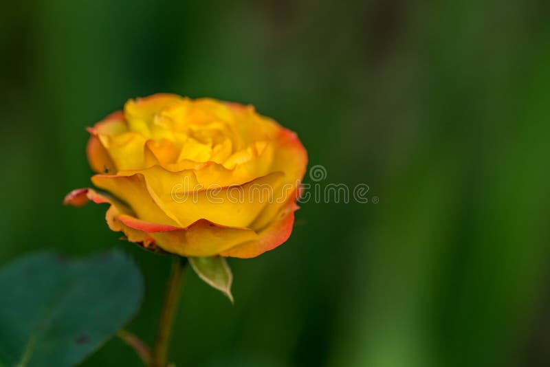 A Rose In Two Colors Against Stock Photo - Image of background ...