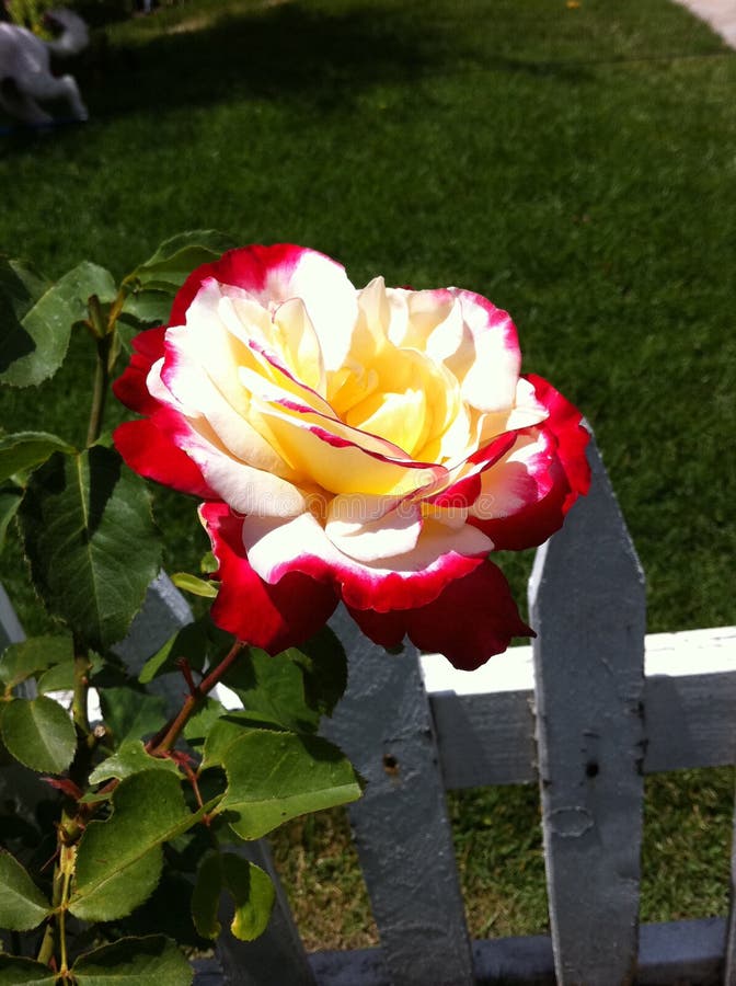 Twotone rose stock image. Image of pink, white, drop 61853055