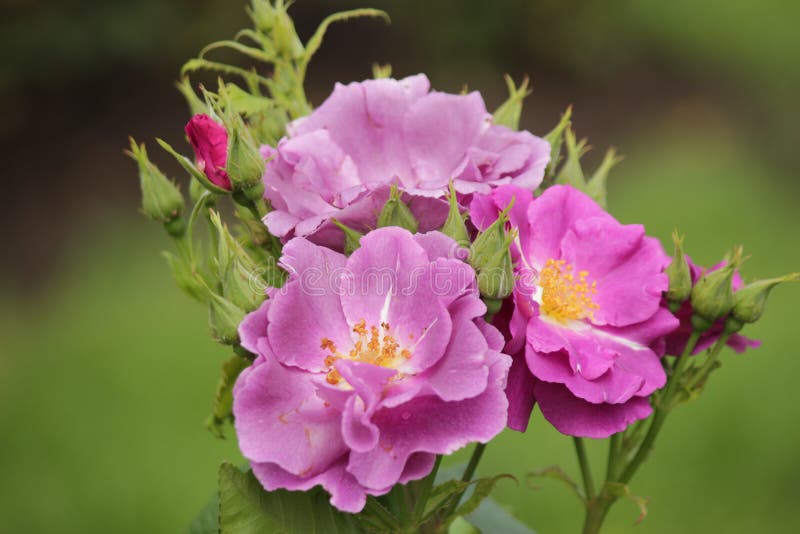 Rose type named Rhapsody in Blue in a rosarium in Boskoop the Netherlands. Rose type named Rhapsody in Blue in a rosarium in Boskoop the Netherlands royalty free stock images Rose type named Rhapsody in Blue in a rosarium in Boskoop the Netherlands. Rose type named Rhapsody in Blue in a rosarium in Boskoop the Netherlands royalty free stock images