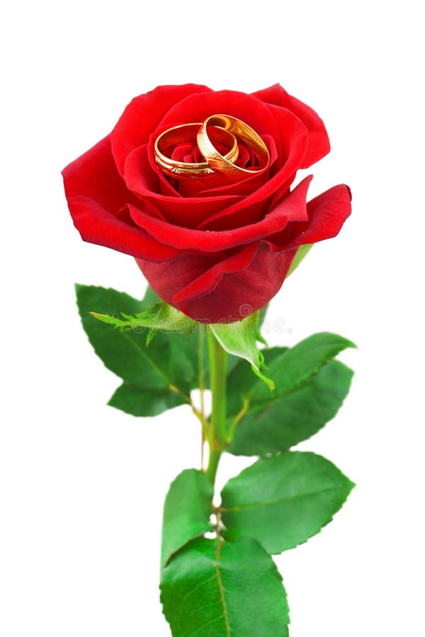 Rose Und Eheringe Stockfoto Bild Von Eheringe Rose