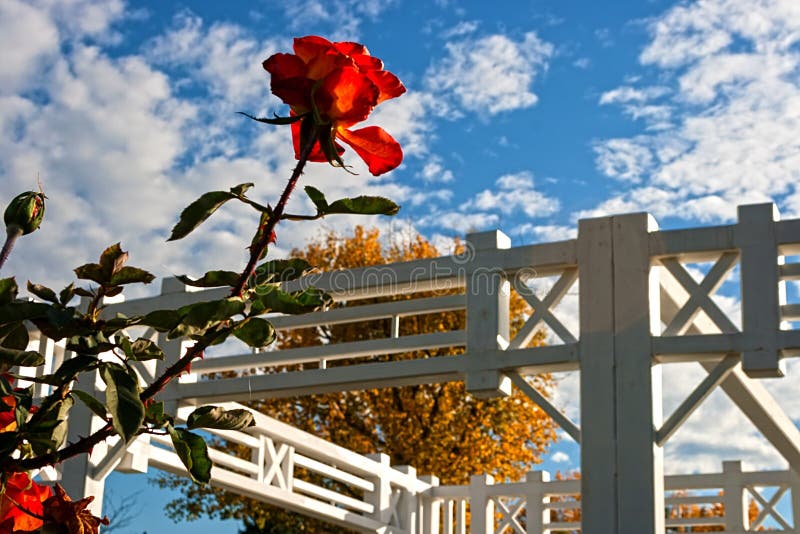 Red rose on a background of the sky in a parc in Timisoara, Romania. Started by autumn. Red rose on a background of the sky in a parc in Timisoara, Romania. Started by autumn.