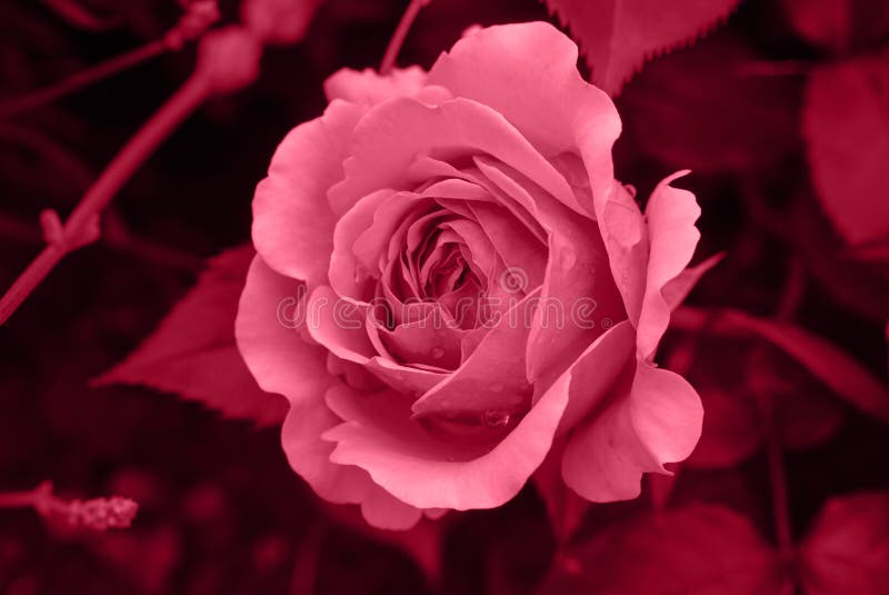 Feuille Simple De Rose De Vert Photo stock - Image du simple, rose: 69289474