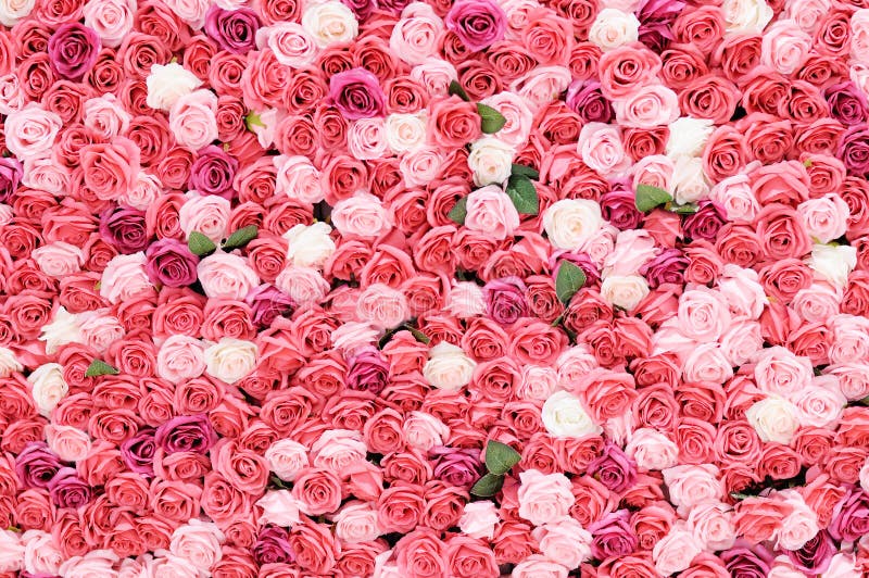 52,997 Rose Wall Stock Photos Free & RoyaltyFree Stock Photos from