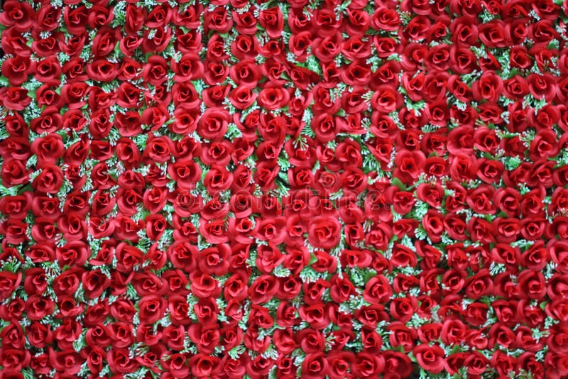 Rose Wall Border As Background Stock Image Image of mother, white