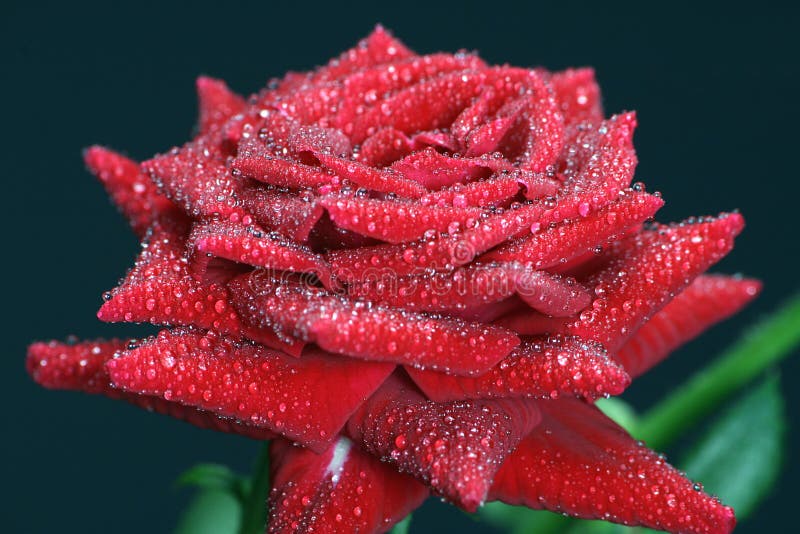 Rose with water drops