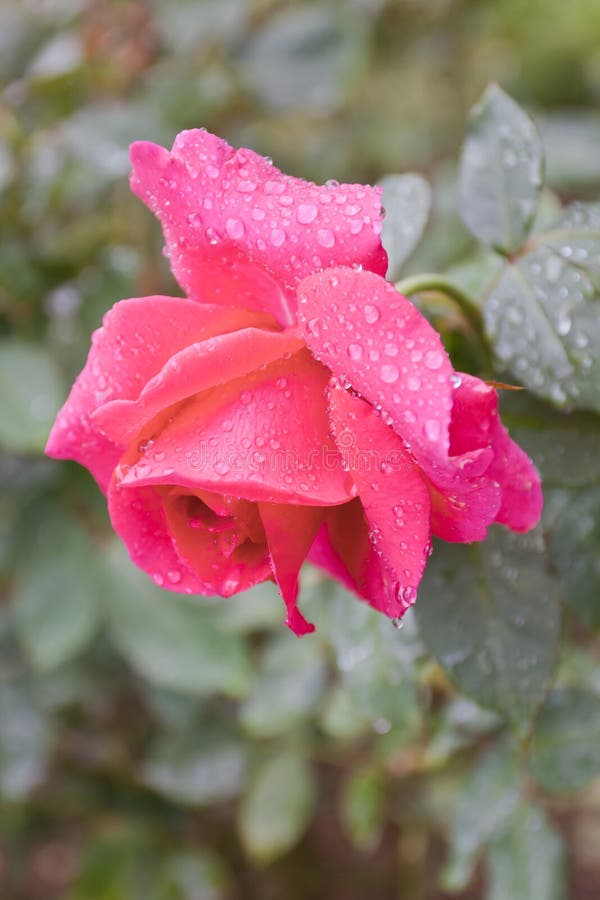 Rose with water drops