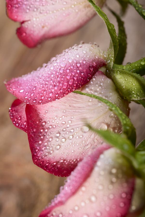 Rose with water drops stock image. Image of green, petal 69487023