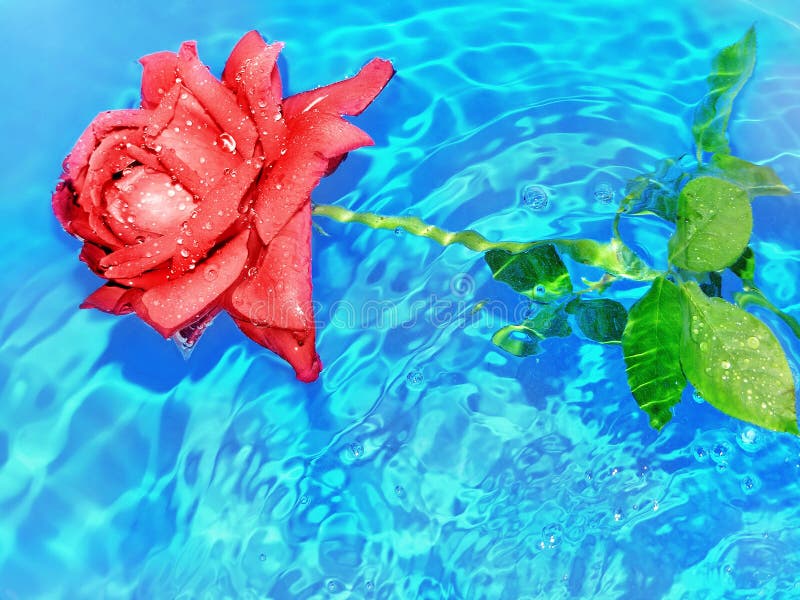 Rose in water stock image. Image of rose, sail, beauty 55277755