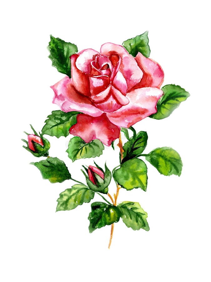 Rose watercolor stock illustration. Illustration of elements - 23082436