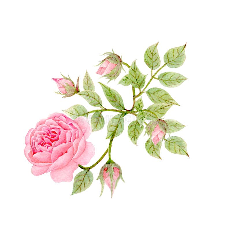 Rose Watercolor Isolated .Rose on White Background. Watercolor Hand ...