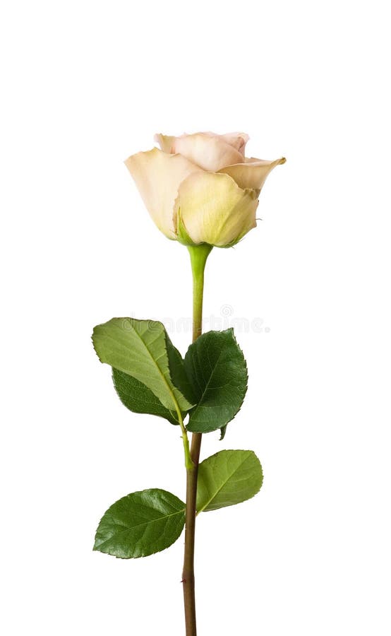 Rose on a white background