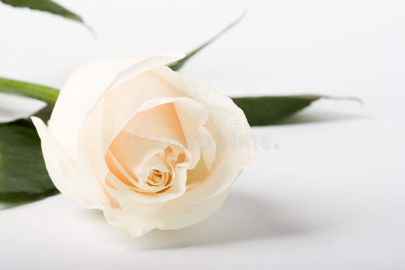 Rose on white background