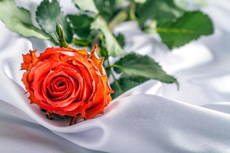 Rose on white satin. stock photo. Image of design, birthday 36960228