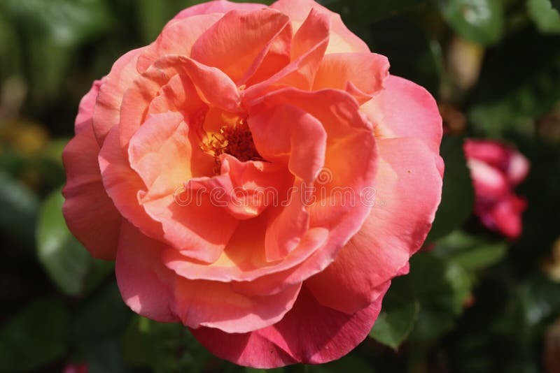 Rose Rosaceae stock image. Image of flora, plant, family - 159377651