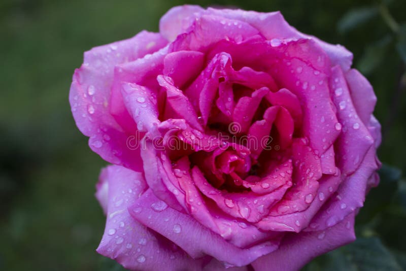 Pink rose after a rainy day