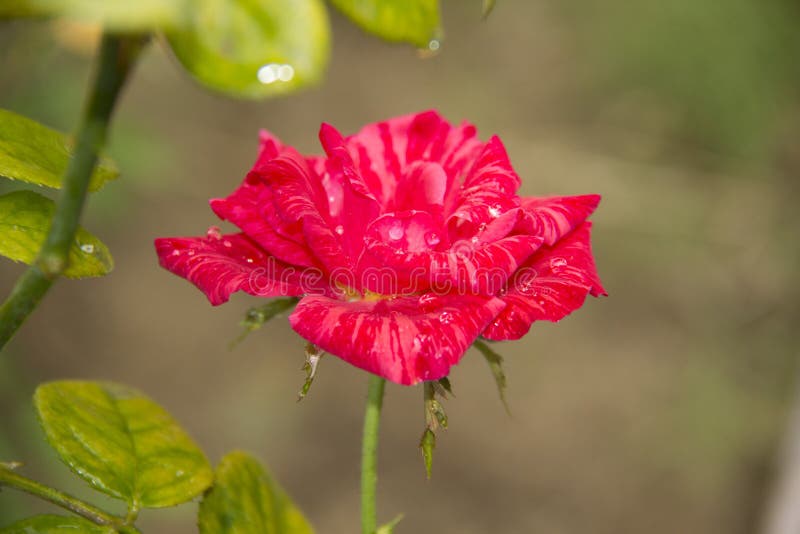 A Rose Pink Flower Mawar Berduri Bunga Mawar Stock Photo