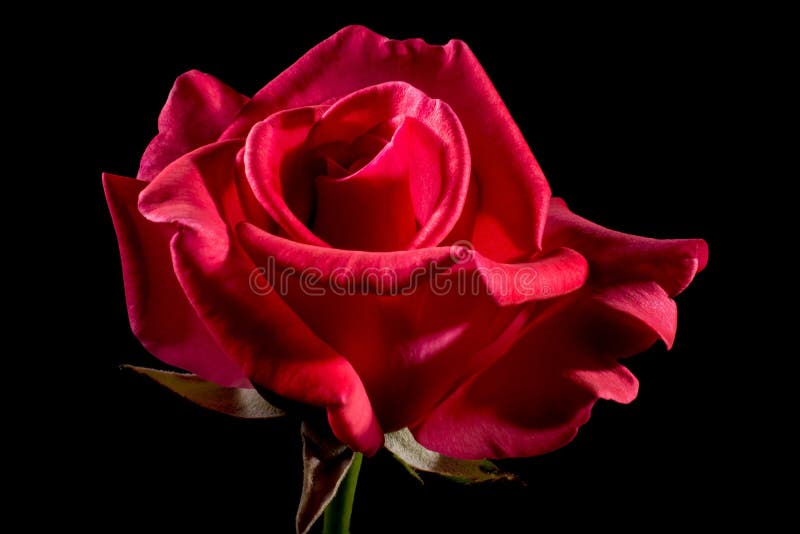 Red Rose Wallpaper, Rose Image, Dark Red Rose, Leafs, Shine Red Rose, Plants, Flowers, Love, Romanace. Stock Image - Image of single, floral: 228479865 Red Rose Wallpaper, Rose Image, Dark Red Rose, Leafs, Shine Red Rose, Plants, Flowers, Love, Romanace. Stock Image - Image of single, floral: 228479865