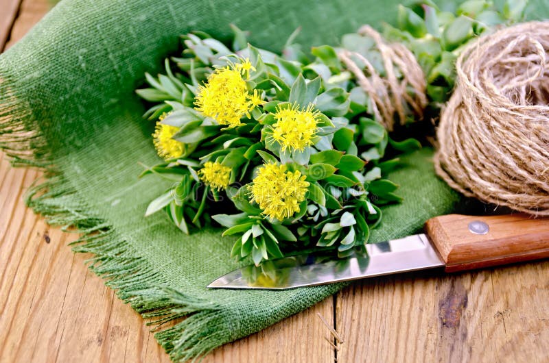 Rosea de Rhodiola na placa imagem de stock Rosea de Rhodiola na placa imagem de stock