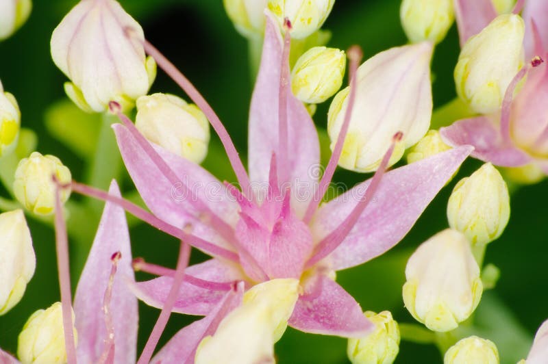 Rosea цветя, съемка Rhodiola макроса крупного плана лекарственного растения