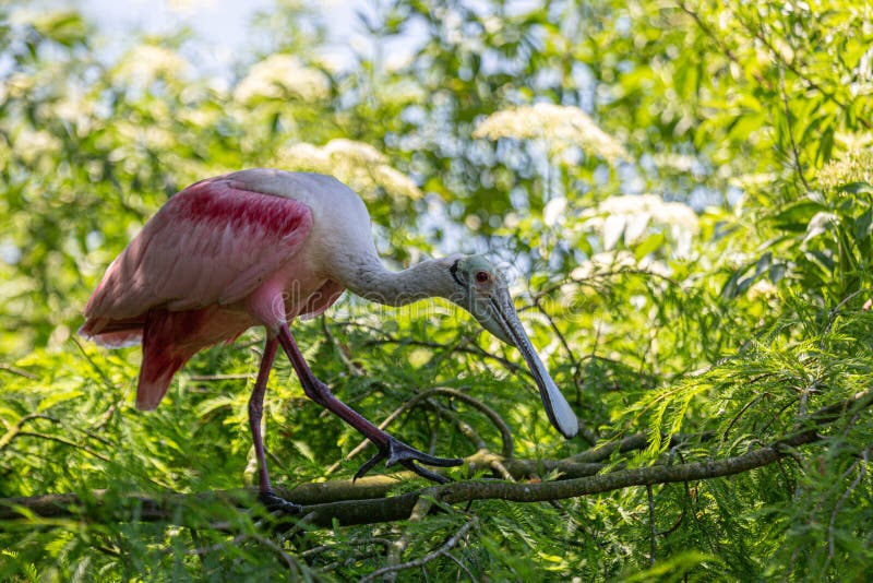 Roseat spoonbill pe membru. Un proverb roseat o pasăre de apă găsită în sud-estul Statelor Unite stă pe un membru într-o mlaștină de mangrove lângă St. augustin florida.