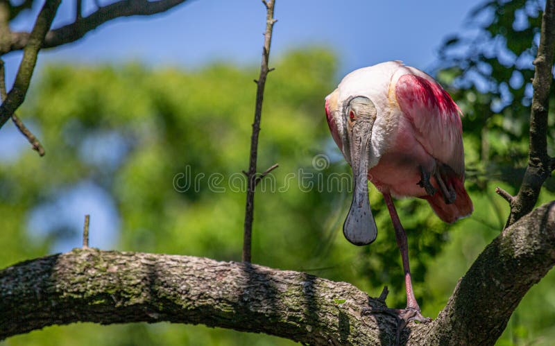 Roseat spoonbill pe membru stock photo